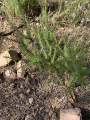 Linanthus californicus