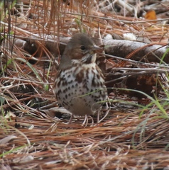 Passerella iliaca iliaca