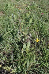 Senecio ruwenzoriensis