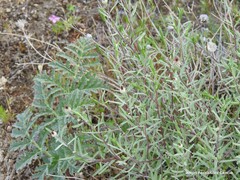 Centaurea hyssopifolia