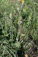 Senecio ruwenzoriensis