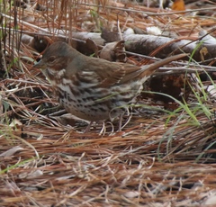 Passerella iliaca iliaca