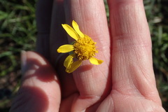 Senecio ruwenzoriensis