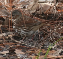 Passerella iliaca iliaca