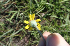 Senecio ruwenzoriensis