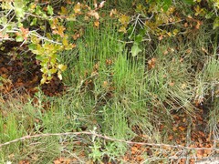 Ephedra major major