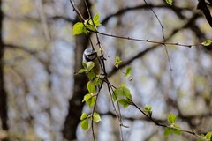 Cyanistes caeruleus