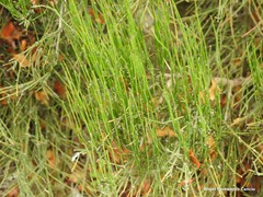 Ephedra major major