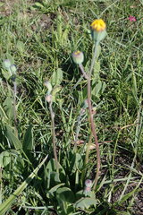 Senecio ruwenzoriensis