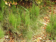 Ephedra major major