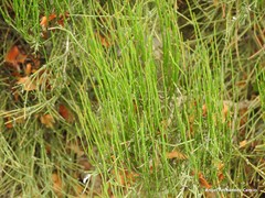 Ephedra major major