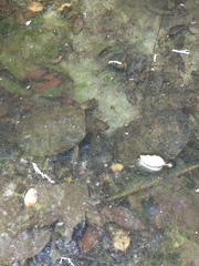 Actinemys marmorata pallida