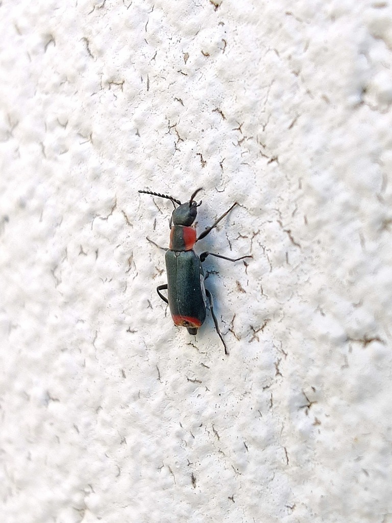 Anthocomus thalassinus