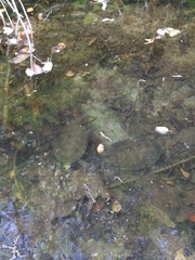 Actinemys marmorata pallida