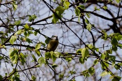 Cyanistes caeruleus