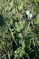 Senecio ruwenzoriensis
