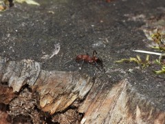 Formica truncorum