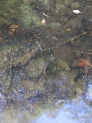 Actinemys marmorata pallida