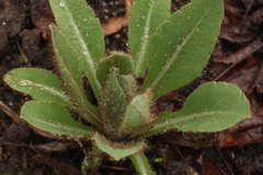 Meconopsis betonicifolia