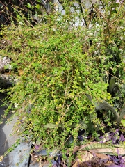 Lippia micromera