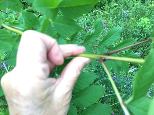 Fraxinus excelsior
