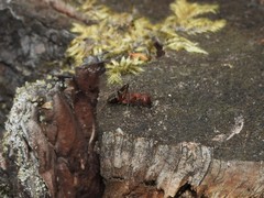 Formica truncorum