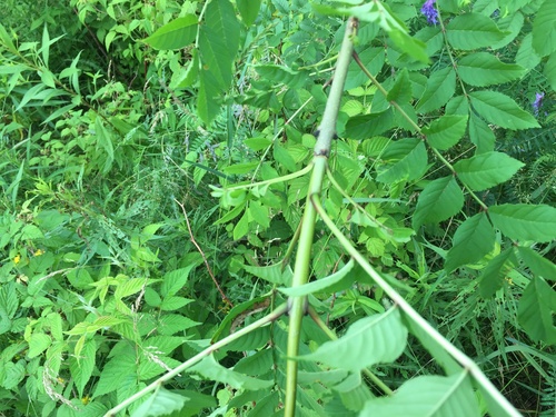 Fraxinus excelsior