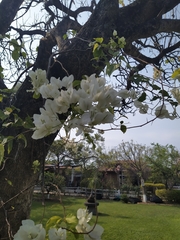 Bougainvillea