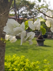 Bougainvillea