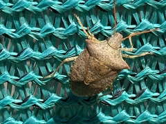 Euschistus conspersus