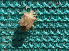 Euschistus conspersus