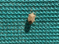 Euschistus conspersus