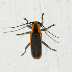 Saperda lateralis