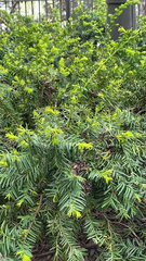 Taxus