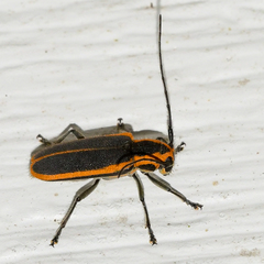 Saperda lateralis