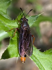 Mydas clavatus
