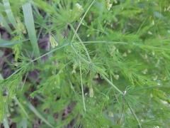 Asparagus tenuifolius