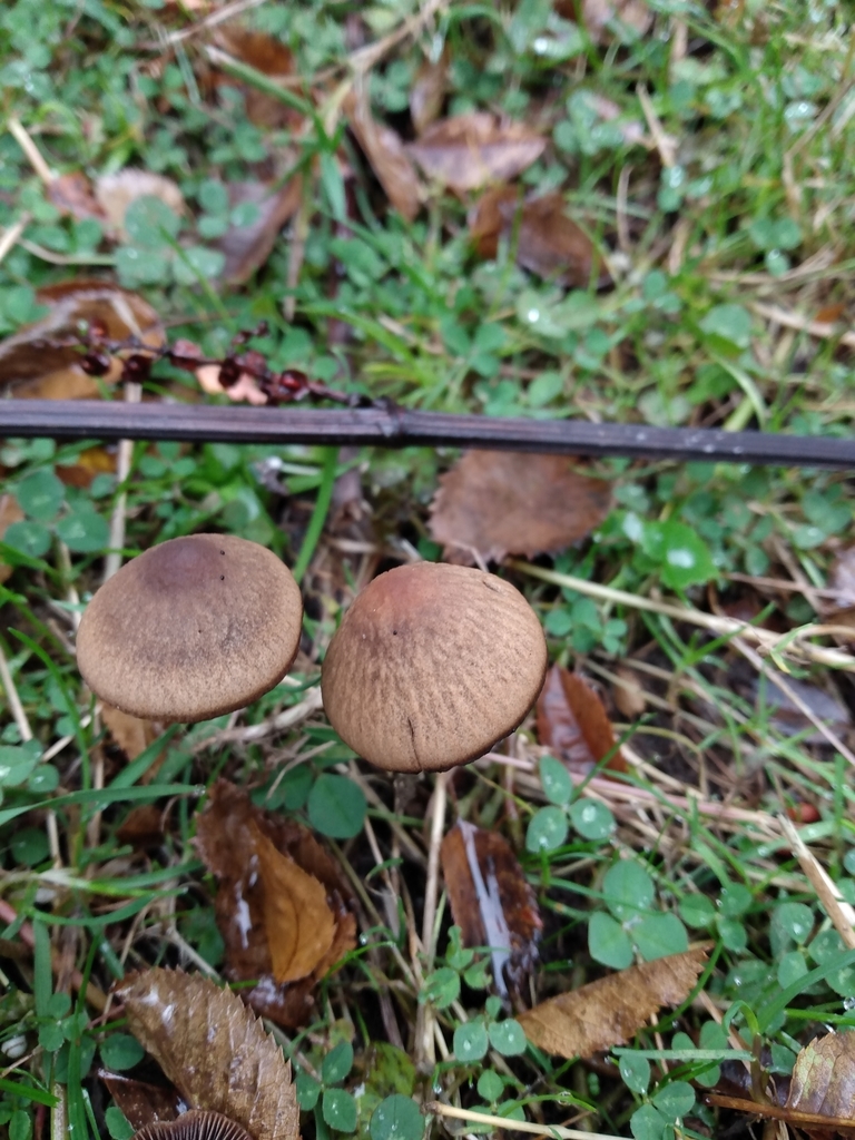 Panaeolus foenisecii · May 2021 · photo: © nicoolejnik (iNaturalist, cc-by)