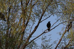 Corvus corax