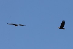 Haliaeetus albicilla