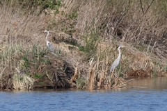 Ardea cinerea