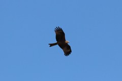 Milvus migrans