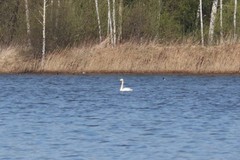 Cygnus cygnus