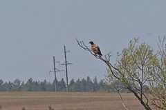 Haliaeetus albicilla