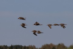 Calidris pugnax