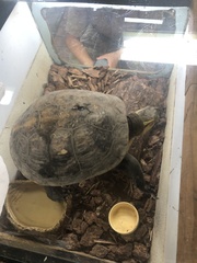 Cuora flavomarginata