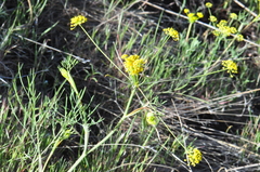 Lomatium ambiguum