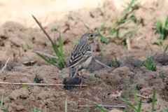 Anthus trivialis