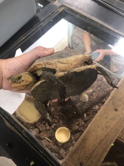 Cuora flavomarginata