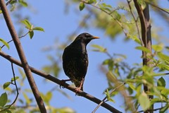 Sturnus vulgaris
